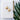Opihi Shell Earrings - Sati Gems Hawaii Healing Crystal Gemstone Jewelry